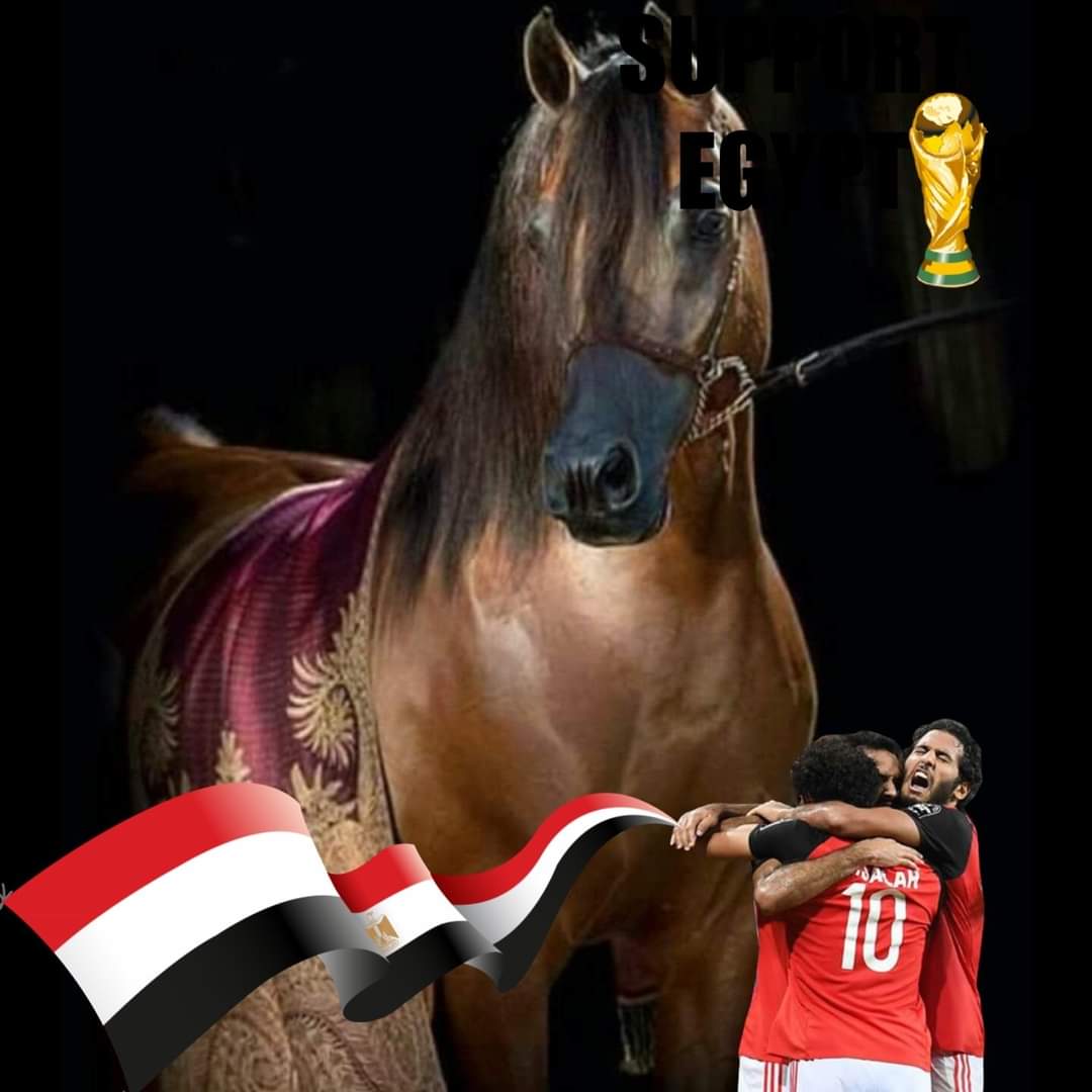  Aseel Gharaibe